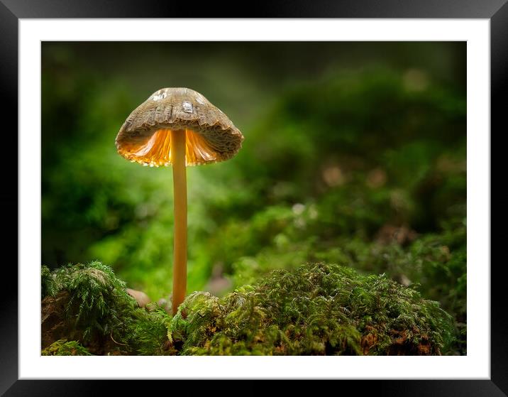  Mushroom standing proud  Framed Mounted Print by Brent Thompson