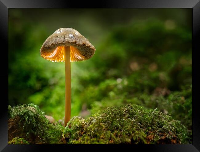  Mushroom standing proud  Framed Print by Brent Thompson