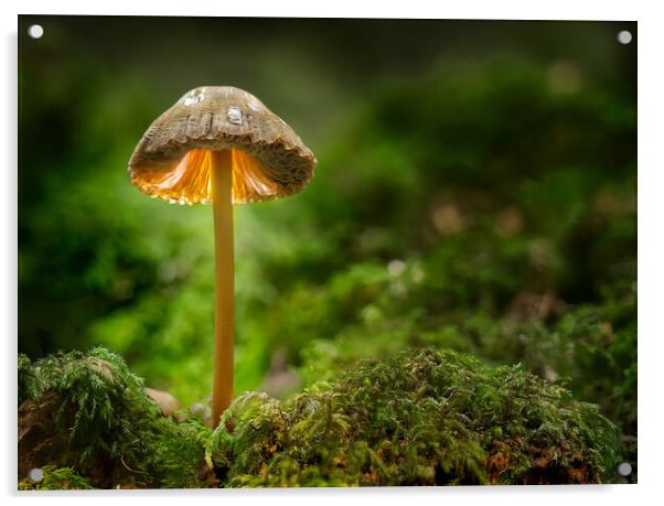  Mushroom standing proud  Acrylic by Brent Thompson