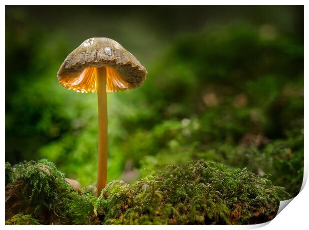  Mushroom standing proud  Print by Brent Thompson