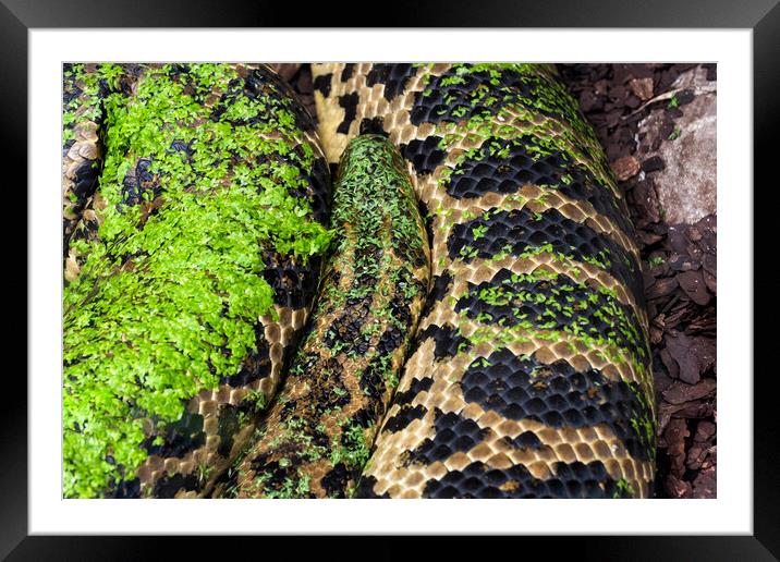 Yellow Anaconda Snake Framed Mounted Print by Artur Bogacki