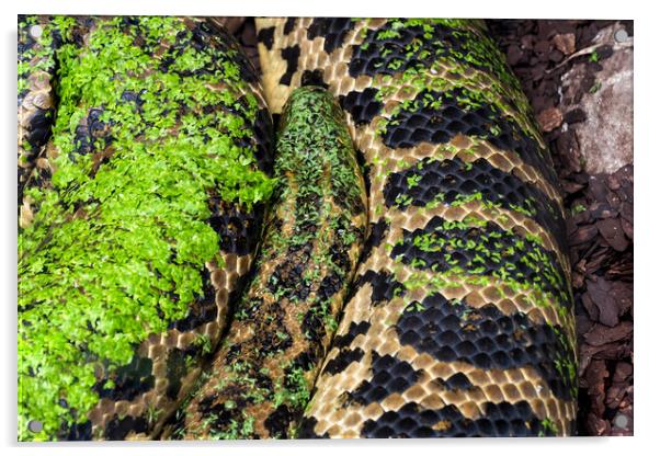 Yellow Anaconda Snake Acrylic by Artur Bogacki