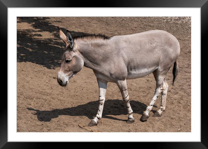 Somali Wild Ass Donkey Framed Mounted Print by Artur Bogacki