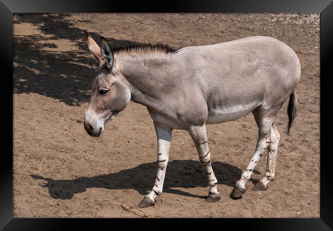 Somali Wild Ass Donkey Framed Print by Artur Bogacki
