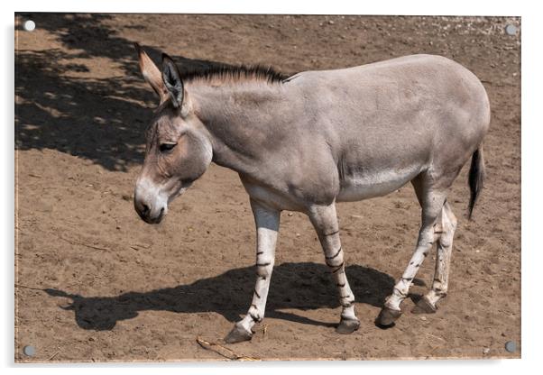 Somali Wild Ass Donkey Acrylic by Artur Bogacki
