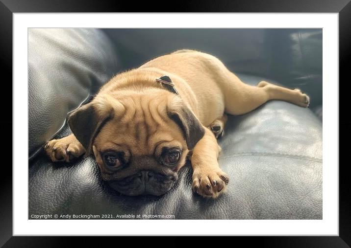 Pug puppy Framed Mounted Print by Andy Buckingham