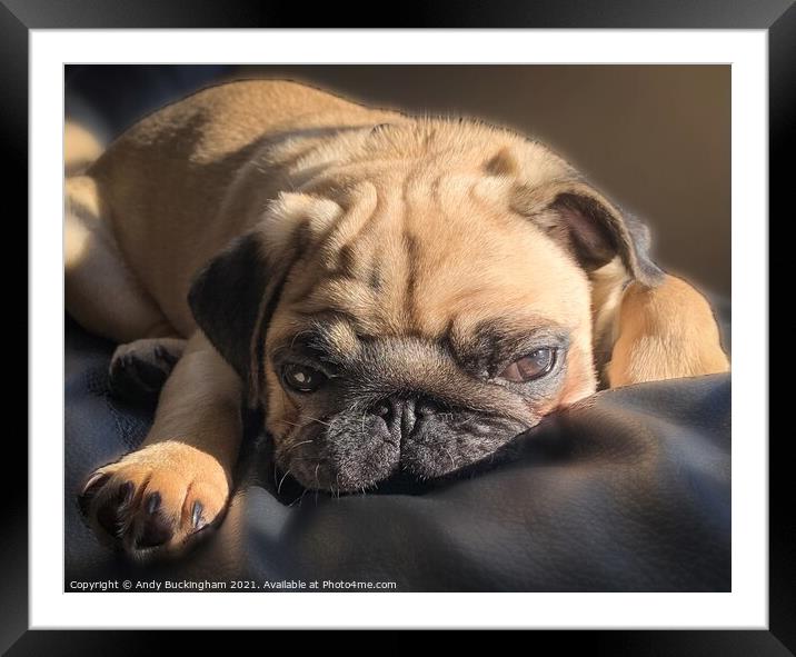 A small dog looking at the camera Framed Mounted Print by Andy Buckingham