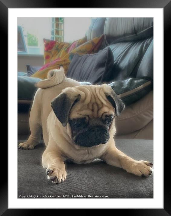 Pug playing Framed Mounted Print by Andy Buckingham