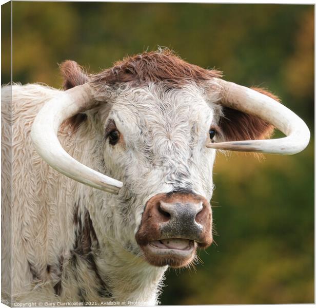 English Longhorn Cow Canvas Print by Gary Clarricoates