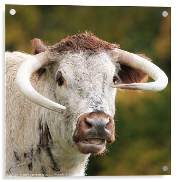 English Longhorn Cow Acrylic by Gary Clarricoates