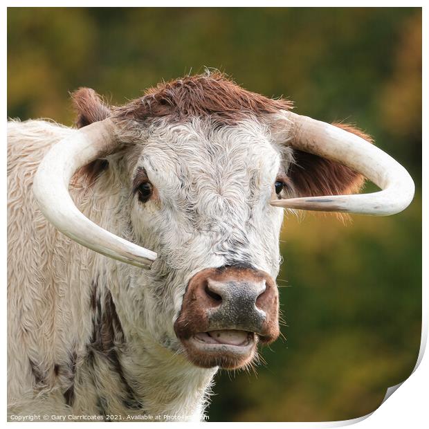 English Longhorn Cow Print by Gary Clarricoates