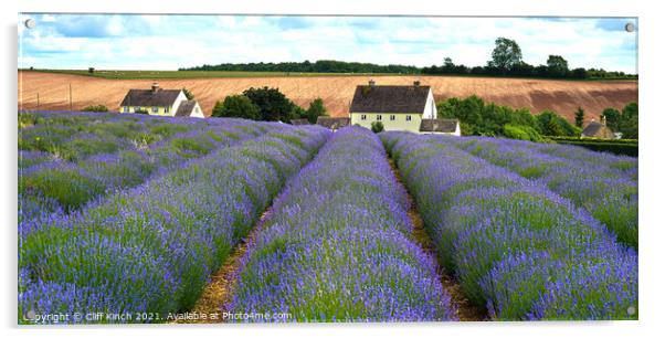 Cotswold Lavender Snowshill Acrylic by Cliff Kinch