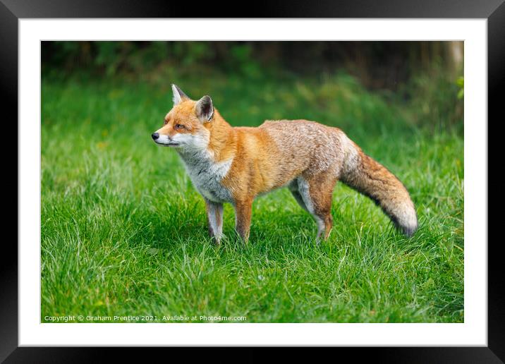 Alert Fox (Vulpes vulpes) Framed Mounted Print by Graham Prentice