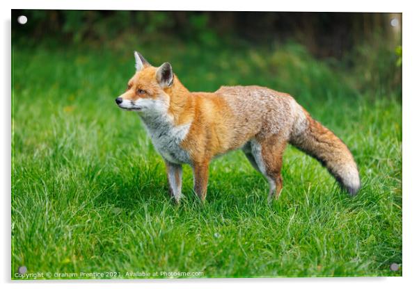 Alert Fox (Vulpes vulpes) Acrylic by Graham Prentice