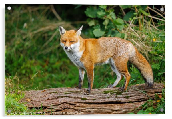 Fox Standing on Log Acrylic by Graham Prentice