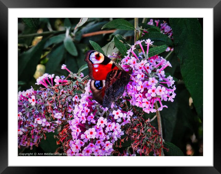 Peacock butterfly on a buddleia blossom Framed Mounted Print by Ann Biddlecombe