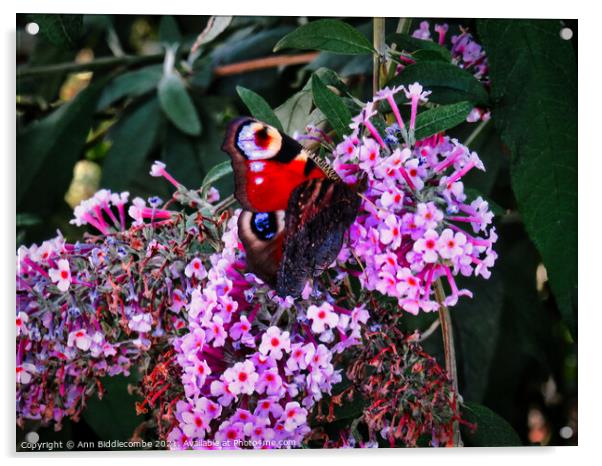 Peacock butterfly on a buddleia blossom Acrylic by Ann Biddlecombe