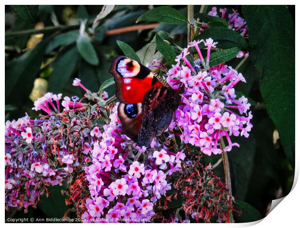 Peacock butterfly on a buddleia blossom Print by Ann Biddlecombe