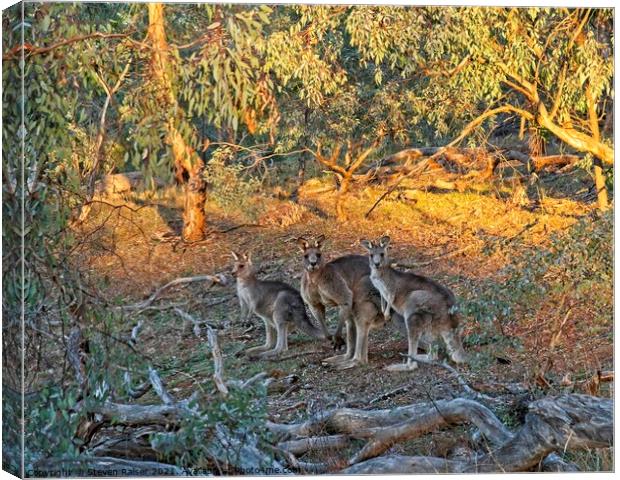 3 Kangaroos, Canberra, Austrlalia Canvas Print by Steven Ralser