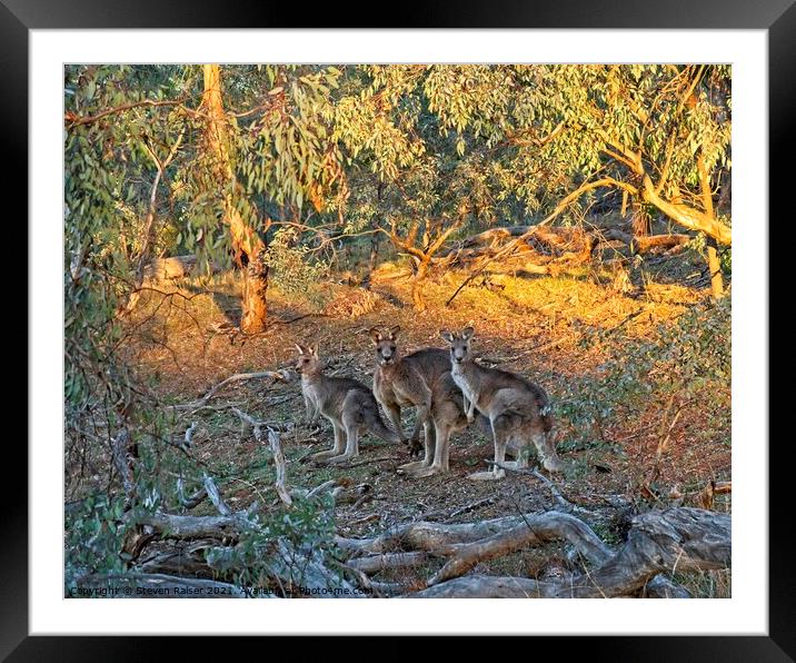 3 Kangaroos, Canberra, Austrlalia Framed Mounted Print by Steven Ralser