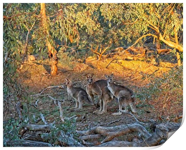 3 Kangaroos, Canberra, Austrlalia Print by Steven Ralser