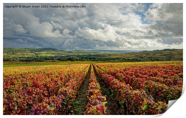 Bourgogne Vineyard, Santenay, France Print by Stuart Wyatt