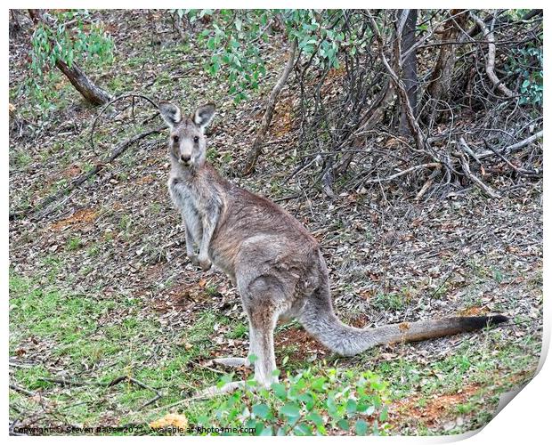 Kangaroo, Canberra, Austrlalia Print by Steven Ralser