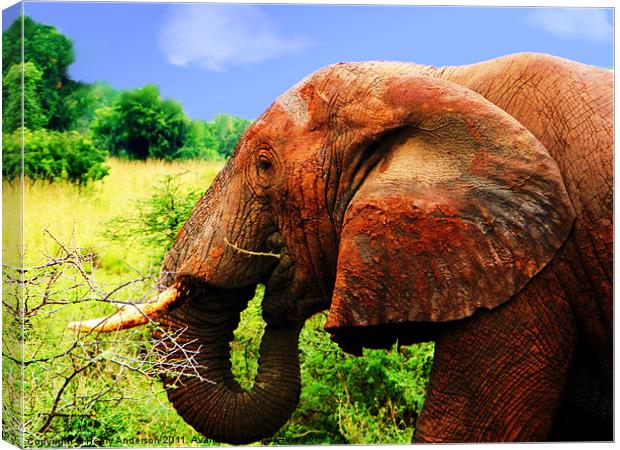 Elephant #1 Canvas Print by Henry Anderson