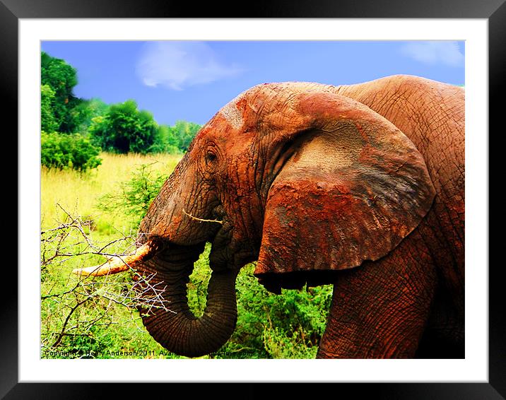 Elephant #1 Framed Mounted Print by Henry Anderson