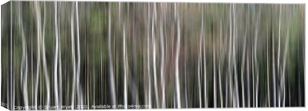 Sliver Birch Trees Canvas Print by Stuart Wyatt
