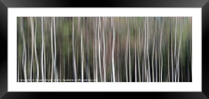 Sliver Birch Trees Framed Mounted Print by Stuart Wyatt