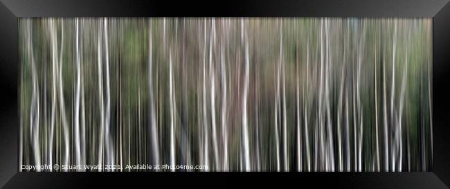 Sliver Birch Trees Framed Print by Stuart Wyatt