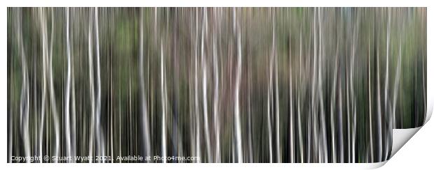 Sliver Birch Trees Print by Stuart Wyatt