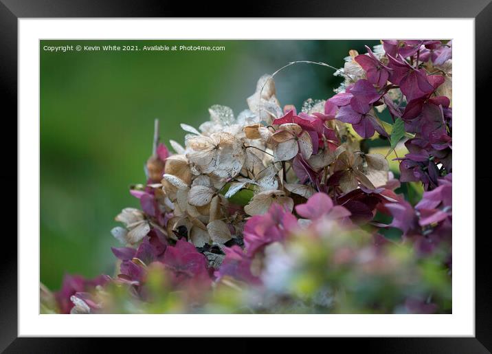 End of life Hydrangea Framed Mounted Print by Kevin White