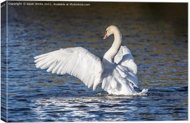 Showing off mute swan Canvas Print by Kevin White