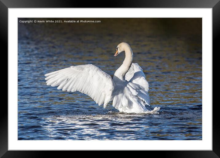 Showing off mute swan Framed Mounted Print by Kevin White