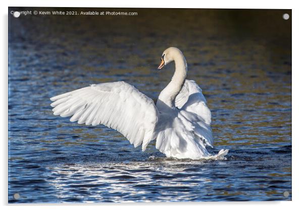 Showing off mute swan Acrylic by Kevin White