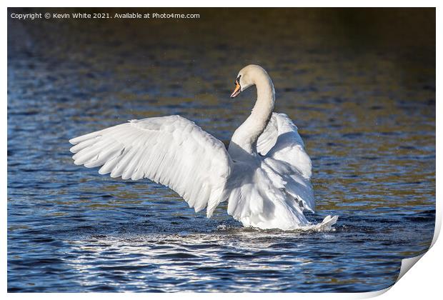 Showing off mute swan Print by Kevin White