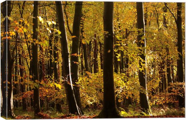 Sunlit autumn woodland  Canvas Print by Simon Johnson