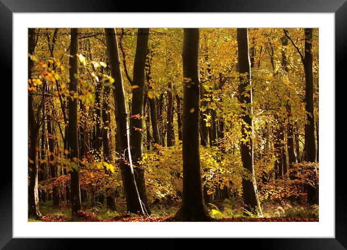 Sunlit autumn woodland  Framed Mounted Print by Simon Johnson
