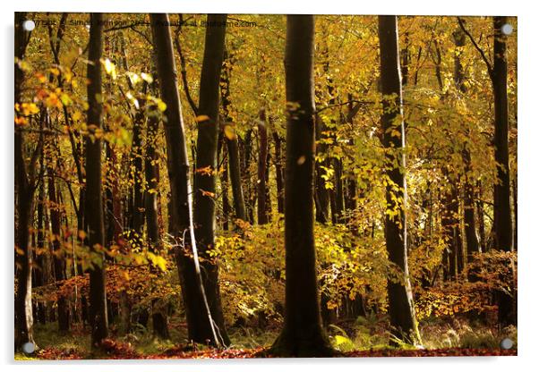 Sunlit autumn woodland  Acrylic by Simon Johnson