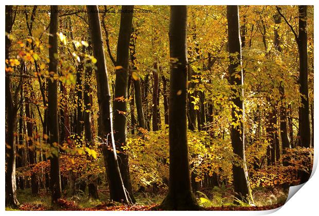Sunlit autumn woodland  Print by Simon Johnson