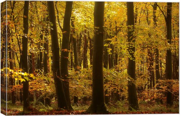 sunlit Beech woodland Autumn Canvas Print by Simon Johnson