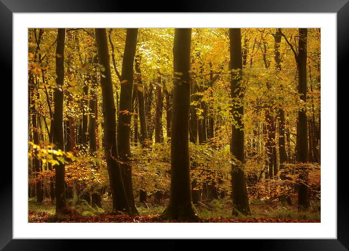sunlit Beech woodland Autumn Framed Mounted Print by Simon Johnson