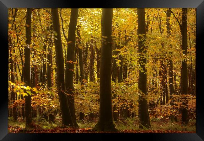 sunlit Beech woodland Autumn Framed Print by Simon Johnson