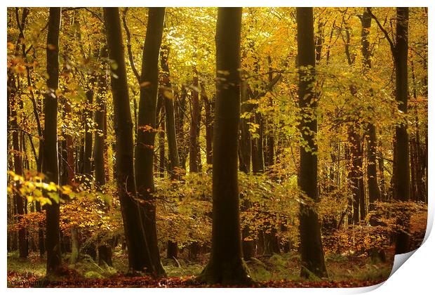 sunlit Beech woodland Autumn Print by Simon Johnson