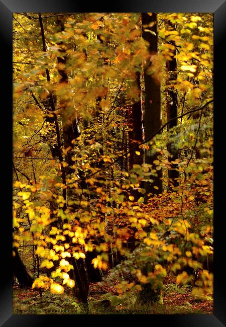 Sunlit wind blown autumn leaves Framed Print by Simon Johnson