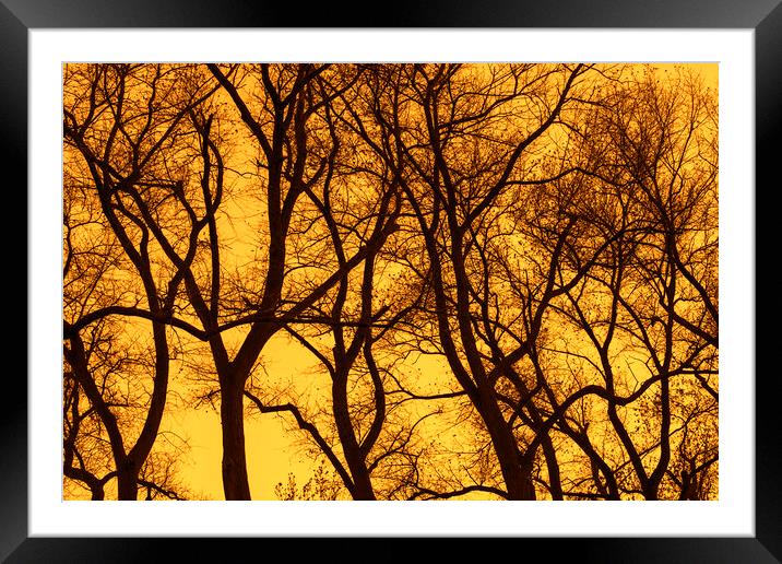 Poplar Trees at Sunset Framed Mounted Print by Arterra 