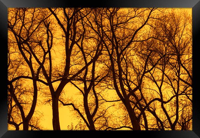 Poplar Trees at Sunset Framed Print by Arterra 
