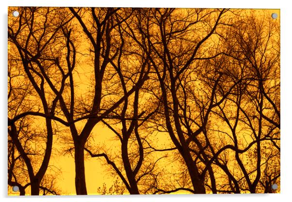 Poplar Trees at Sunset Acrylic by Arterra 